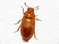 Byturus tomentosus